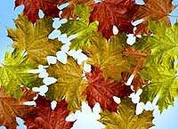 Autumn Leaves 2.thumbnail