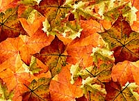 Autumn Leaves 3.thumbnail